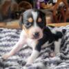 Lou Male Queen Elizabeth Pocket Beagle Puppy