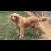 AKC Golden Retrievers Beautiful 1 Females 3 Male  7 Weeks Old (Salisbury NC))