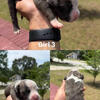 Pitbull puppies!