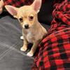 Short haired chihuahua