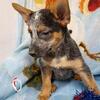 Blue heeler male puppies