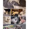 6 year old blue point siamese