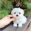 Stunning And Healthy Male Maltese Puppy For Sell