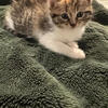 Ragdoll mix KITTENS READY FOR FOREVER HOME