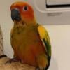 Baby Sun conure