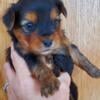 Male yorkie puppy