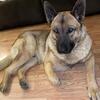 Two Male AKC German Shepherds 