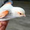 Canaries Red Mosaic 2026
