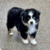 Toy Australian Sheperd