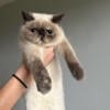 Exotic Shorthair Beautiful Female Seal Point