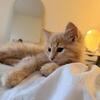 maine coone kitten