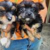 Chorkie puppies looking for furever homes