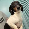 Short hair male adult piebald mini dachshund