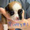 10 AKC Registered Boxer Puppies