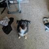 Australian shepherd dog