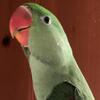 Alexandrine Ringneck Parakeets