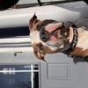 Bully/Pit Mix Available for Stud