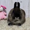 Netherland Dwarf Purebred Adult bunny for companion, healthy,  sweet