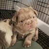 Fluffy frenchie pups