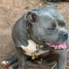 Female American Bully