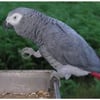 Trade Umbrella cockatoo African gray  Sulphur crested cockatoo Macaw