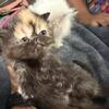 Exotic tortie female shorthair ( deposit)