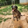 Young male Catahoula Leopard pups for adoption