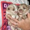 Akc Pomeranian puppies - Rare colors