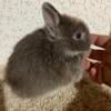 Sable Martin Netherland Dwarf - 8 Weeks