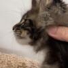 NewElite Maine coon kitten from Europe with excellent pedigree, male. EZ Edison