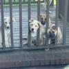 German Shepard puppies in Richmond,KY area