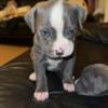 Bluenose pitbull for sale!
