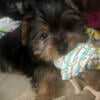 CKC Male Yorkshire Terrier 12 weeks old