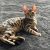 Show quality bengals