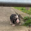 black saddle tweed merle female