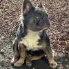 Fluffy French Bulldog Open for Stud