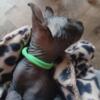 Sphynx Kittens Black Elf Boy text TICA Titled Hairless Kitten Male Sphynx