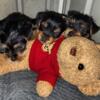 8 week old yorkie newborns