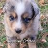 Mini Aussie Blue Merle Female Marbled eyes