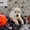 AKC white German shepherds born 8/10