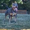 American Bully XL Blue Chocolate Tri-Color Available for Studding