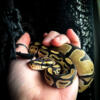 Ball python het pied