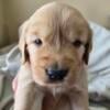 AKC OFA Golden Retriever Puppies