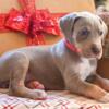 AKC Great Dane Lilac Tanpoint Female