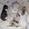 Persian kittens for deposit