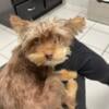 Adorable Yorkiepoo for sale