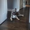 FRENCHIE FOR STUD