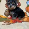 Beautiful Female Yorkie Puppy