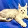 Maine Coons For Sale