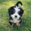 Bernese mountain dog/Poodle mix puppies